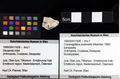 Foto (Objket + Etiketten) von Decapoda indet. 